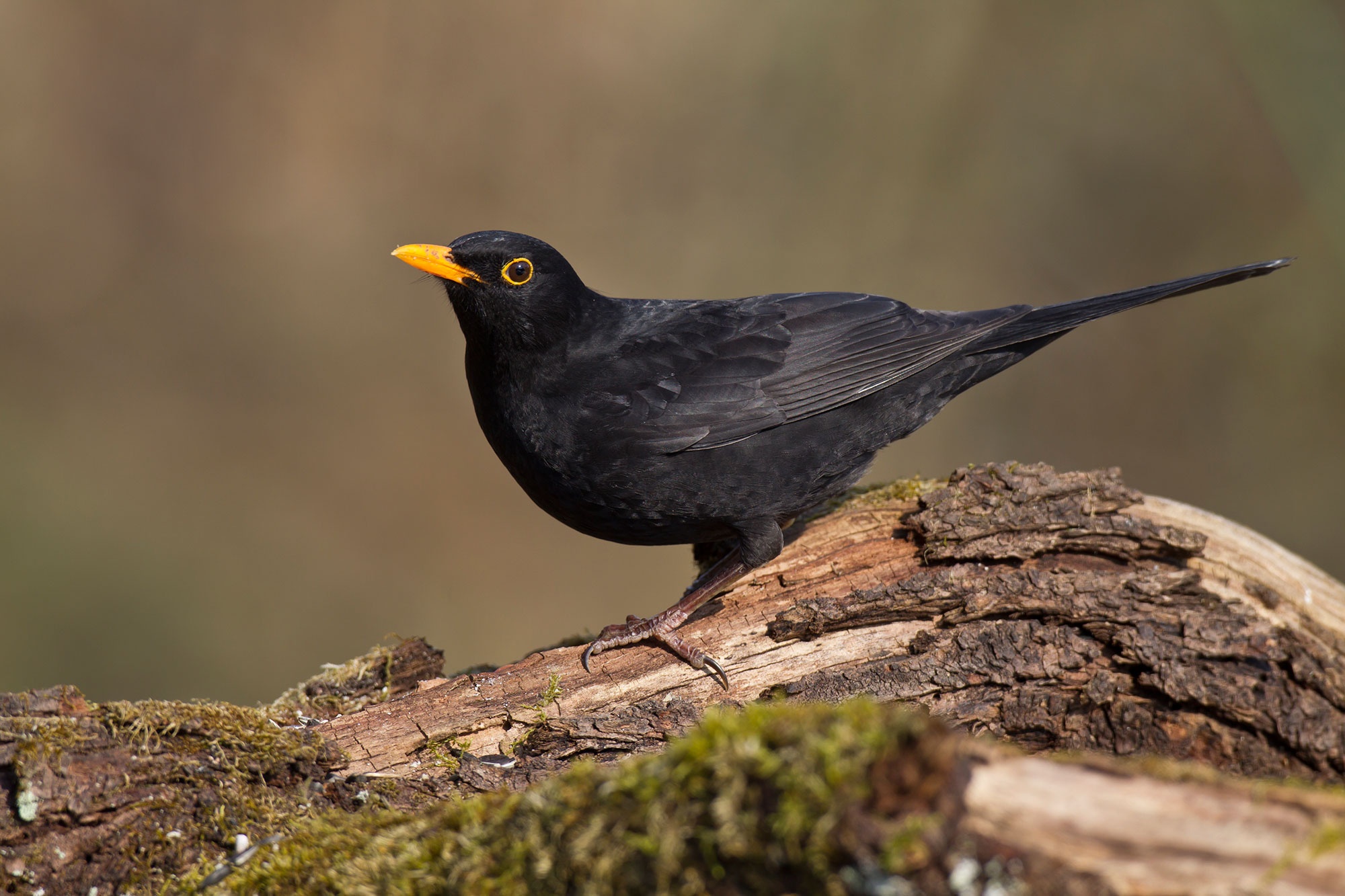 Die 30 häufigsten Gartenvögel LBV